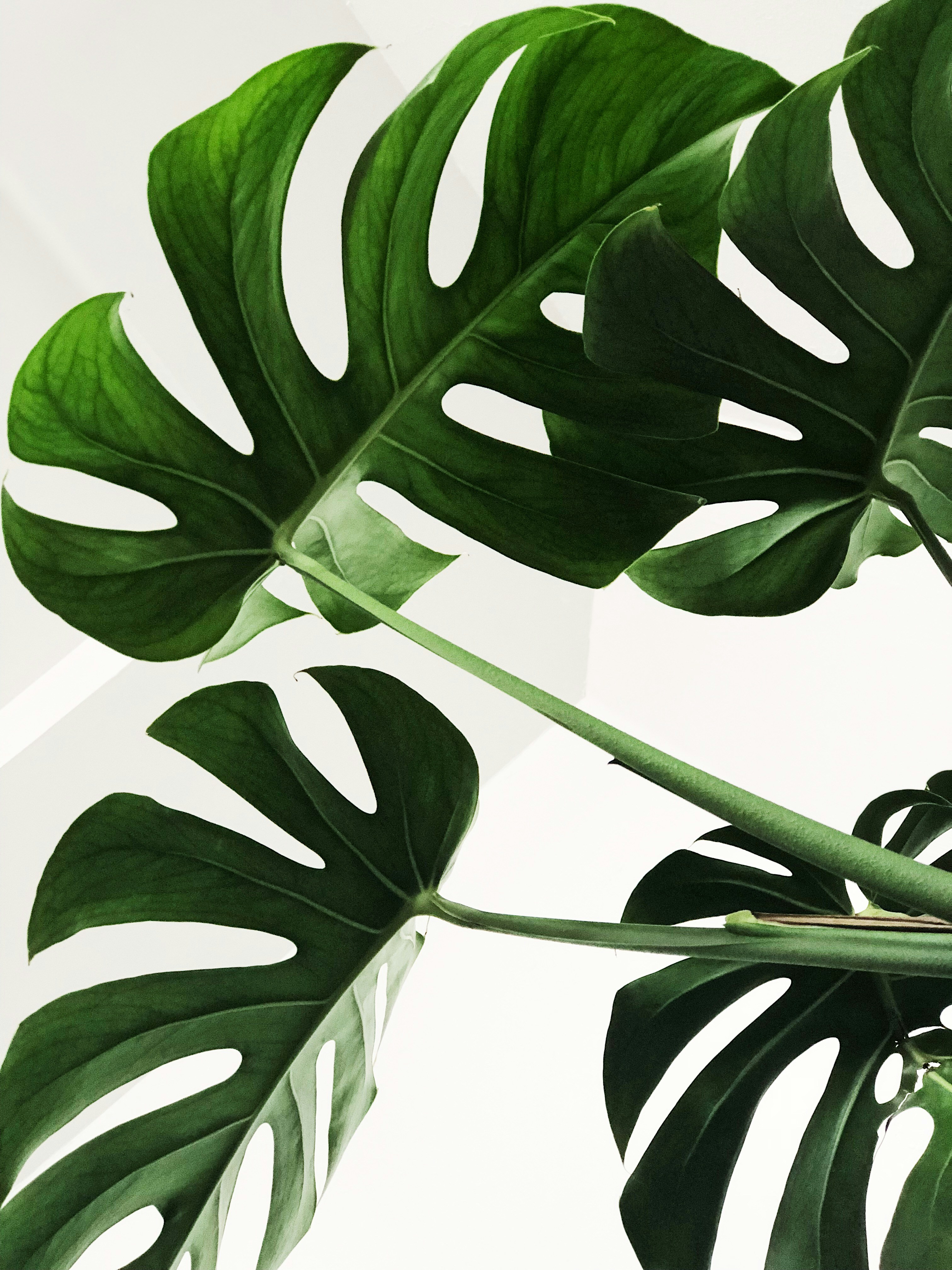 Botanical Codex